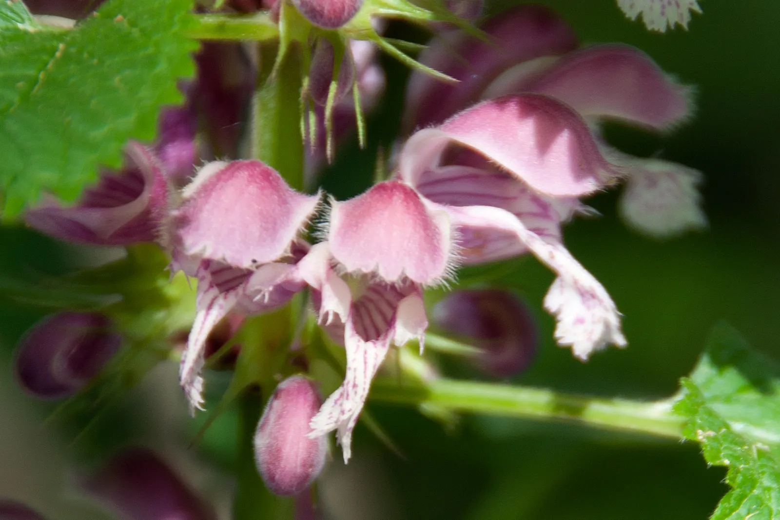 Dead Nettle (Lamium Maculatum) — and attraction of pollinators such as bees; with a distinctive silver marking on the broad, image 235