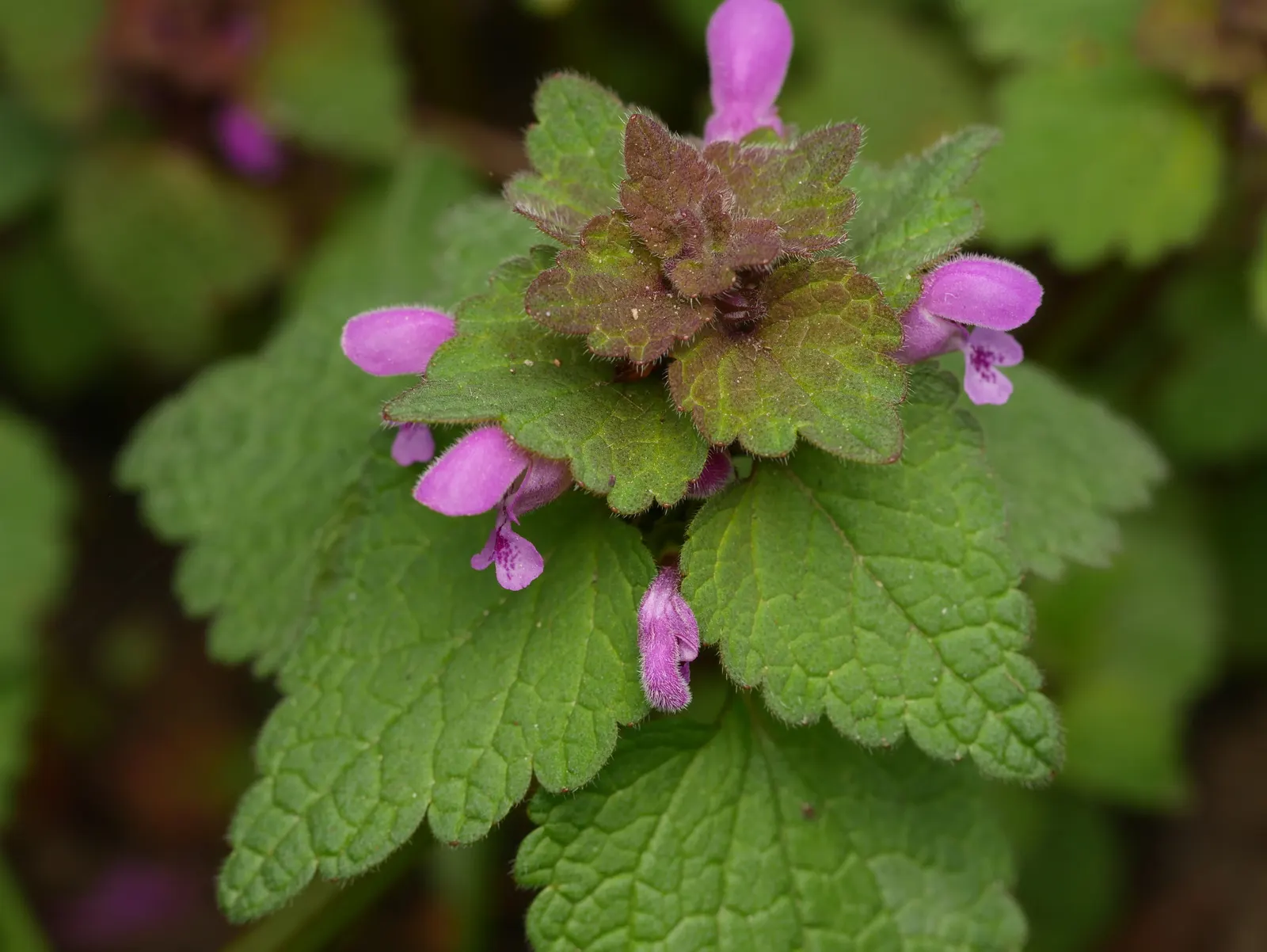 Dead Nettle (Lamium Maculatum) — is a shade-tolerant perennial with variegated foliage and hooded pink; heart-shaped green leaves, image 74