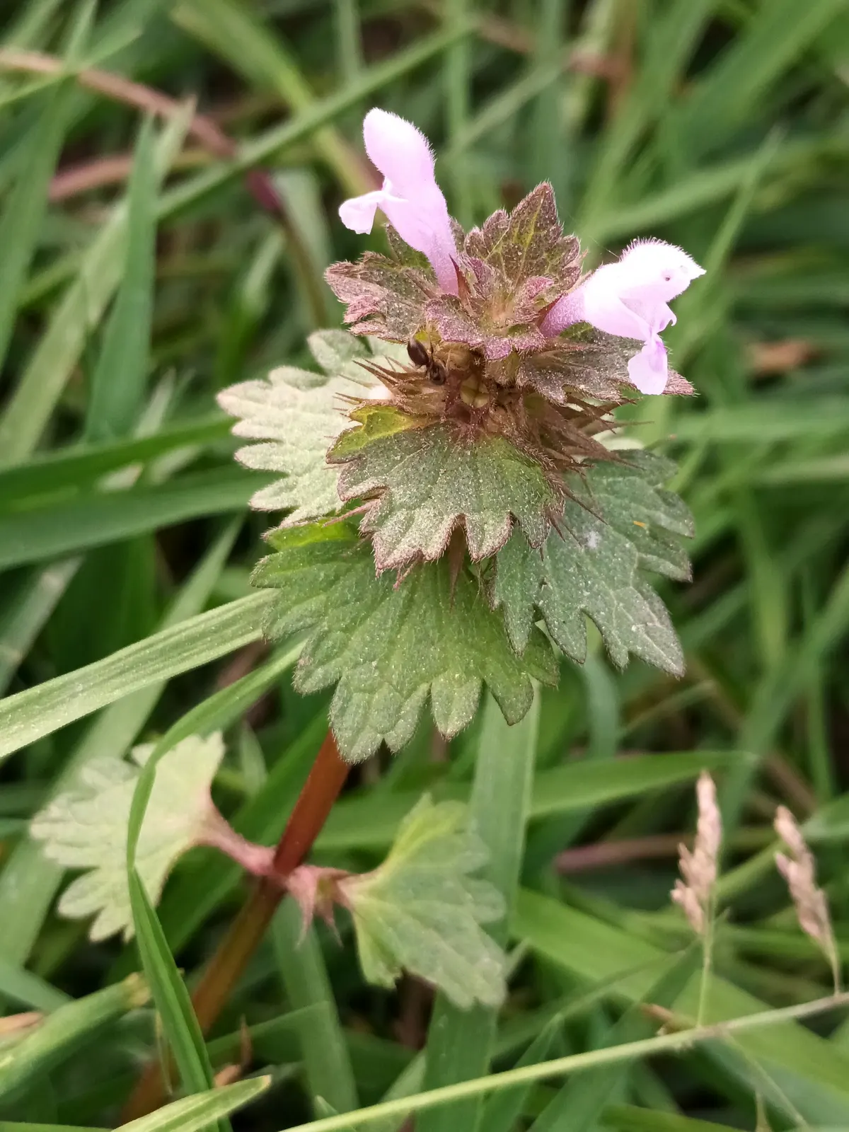 Dead Nettle (Lamium Maculatum) — When mapping out your landscape design; ground cover for half or shade