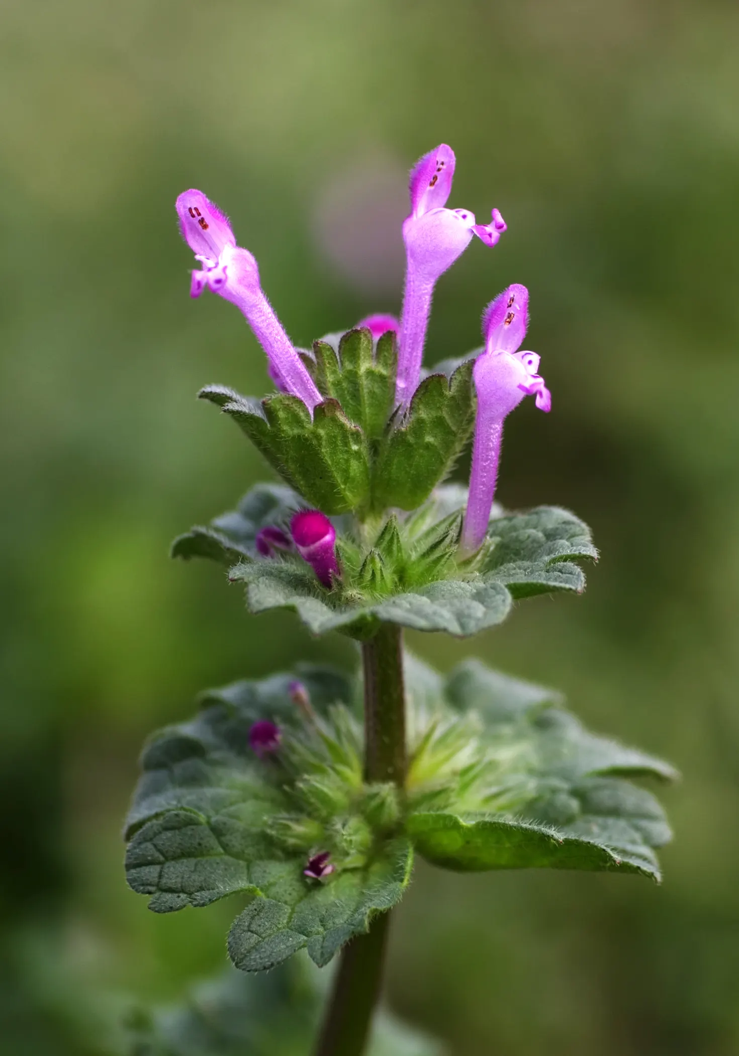 Dead Nettle (Lamium Maculatum) — Recognized for its variegated foliage