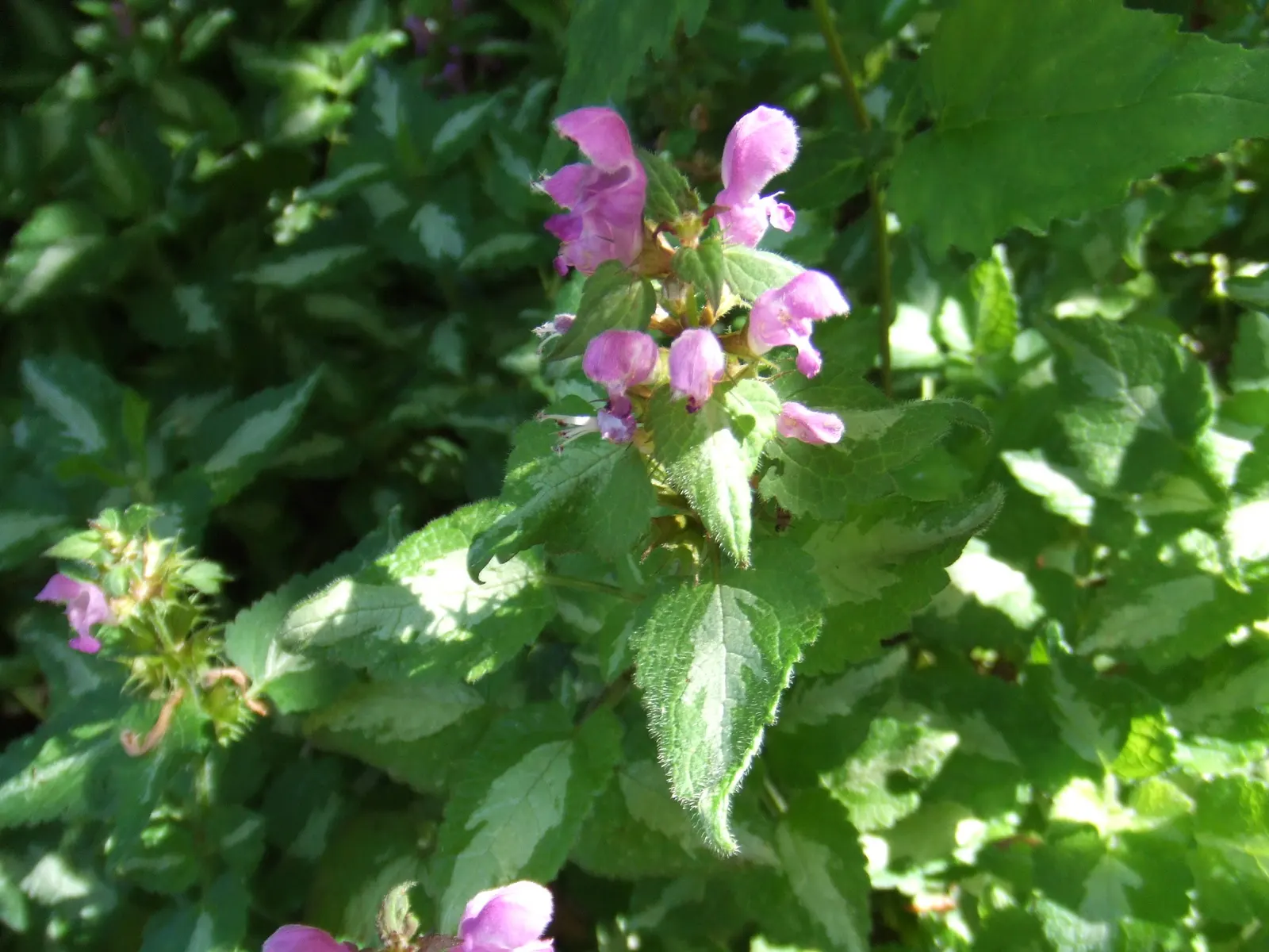 Dead Nettle (Lamium Maculatum) — It's an ideal selection for a client seeking to add texture and coverage with minimal upkeep; this plant tolerates, image 140