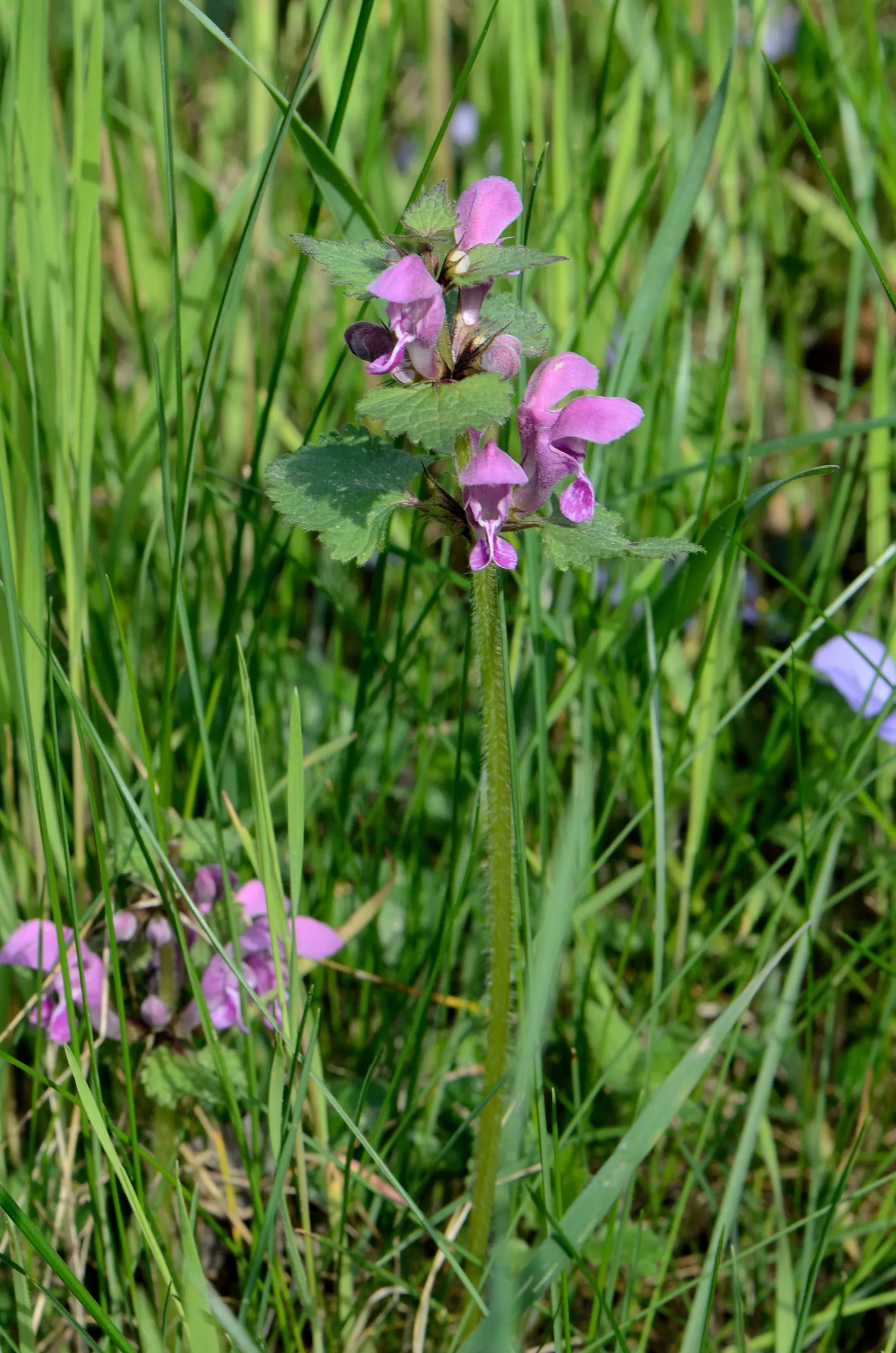 Dead Nettle (Lamium Maculatum) — pink and white and yellow flowers in the garden; is an herbaceous perennial that offers a multitude of benefits, image 142