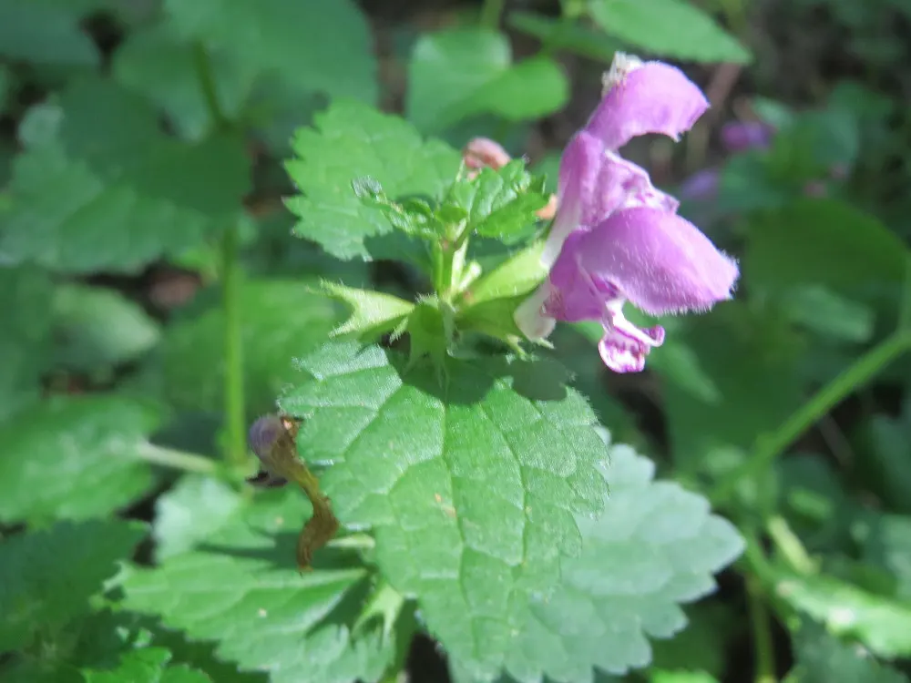 Dead Nettle (Lamium Maculatum) — Lamium maculatum is valued for its low maintenance needs; reaching 6-12 inches tall with a spread of 18-24 inches, image 162