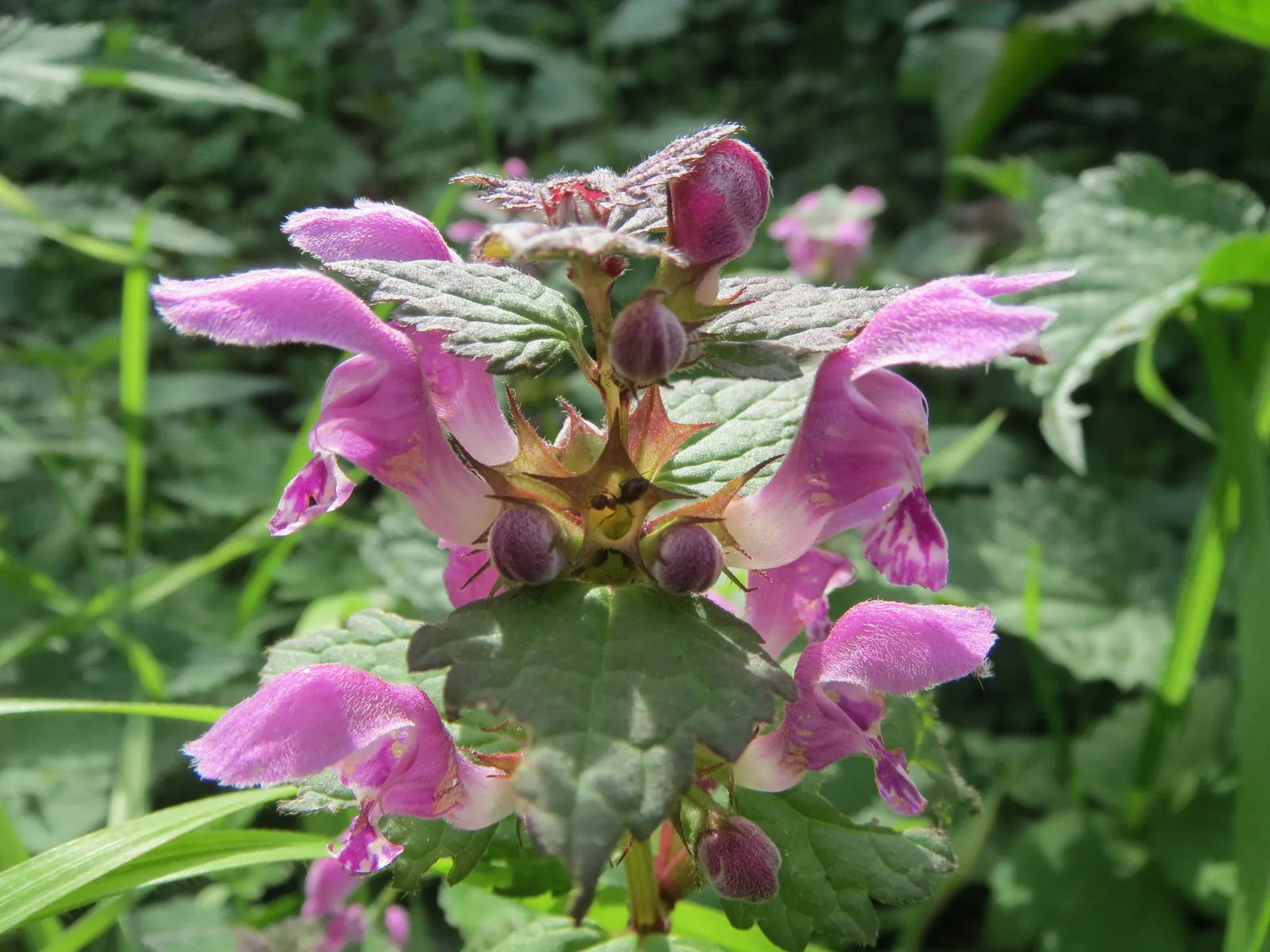 Dead Nettle (Lamium Maculatum) — Blooms appear in late spring to early summer; these blooms contrast well with the foliage and can intermittently, image 150