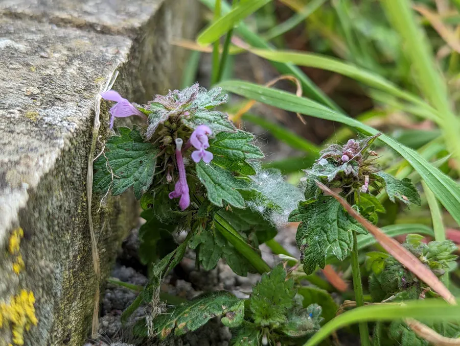 Dead Nettle (Lamium Maculatum) — Reaching 6-12 inches tall with a spread of 18-24 inches, it makes an excellent ground cover