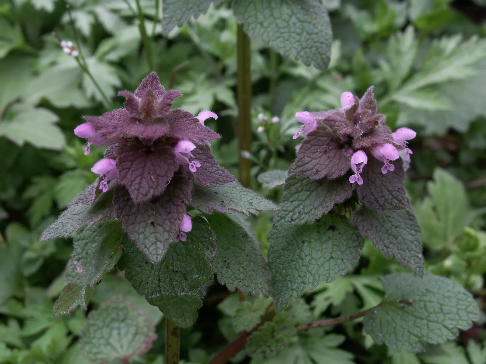 Dead Nettle (Lamium Maculatum) — ground cover with pink and white and yellow blooms