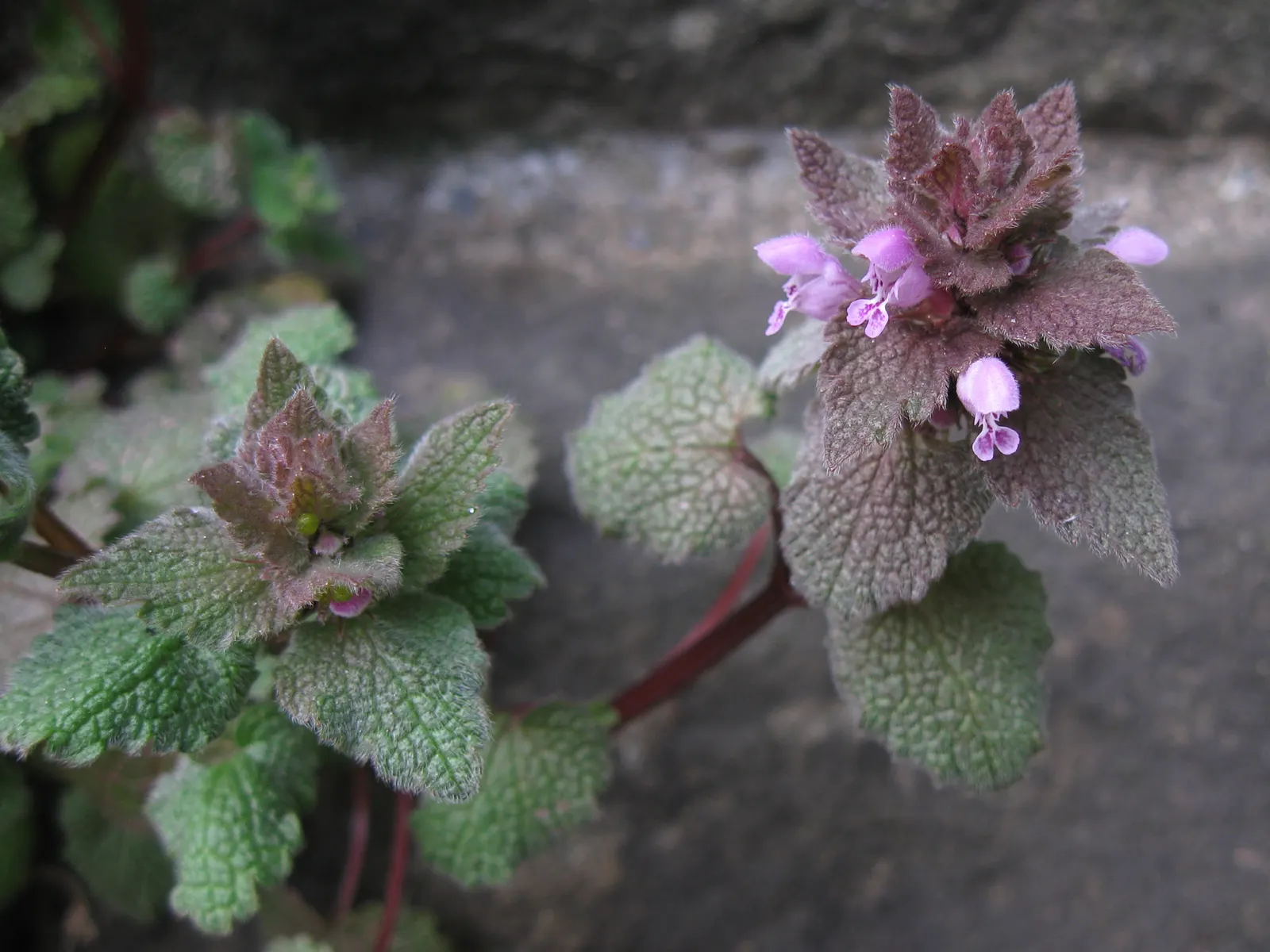 Dead Nettle (Lamium Maculatum) — Recognized for its variegated foliage; its low maintenance and deer resistance make it a preferred choice for woodland gardens