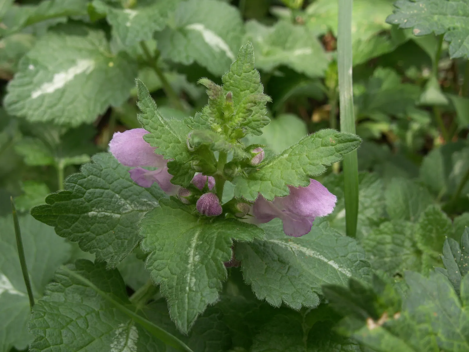 Dead Nettle (Lamium Maculatum) — heart-shaped green leaves; is a shade-tolerant perennial with variegated foliage and hooded pink, image 131