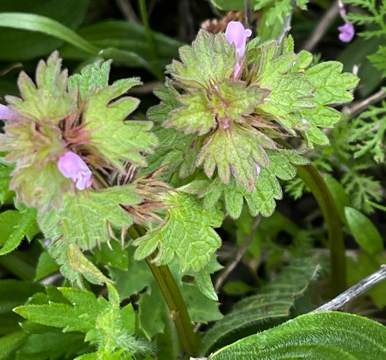 Dead Nettle (Lamium Maculatum) — Its low maintenance and deer resistance make it a preferred choice for woodland gardens and shaded borders