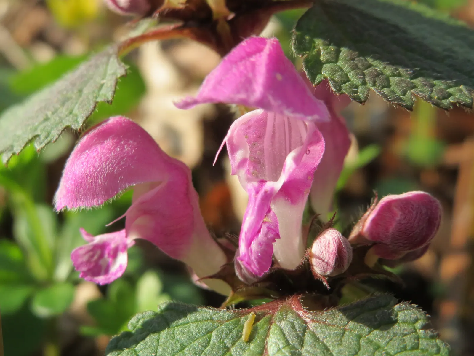 Dead Nettle (Lamium Maculatum) — tubular flowers bloom in shades of pink; well-drained soil with a pH that is neutral to slightly acidic, image 205