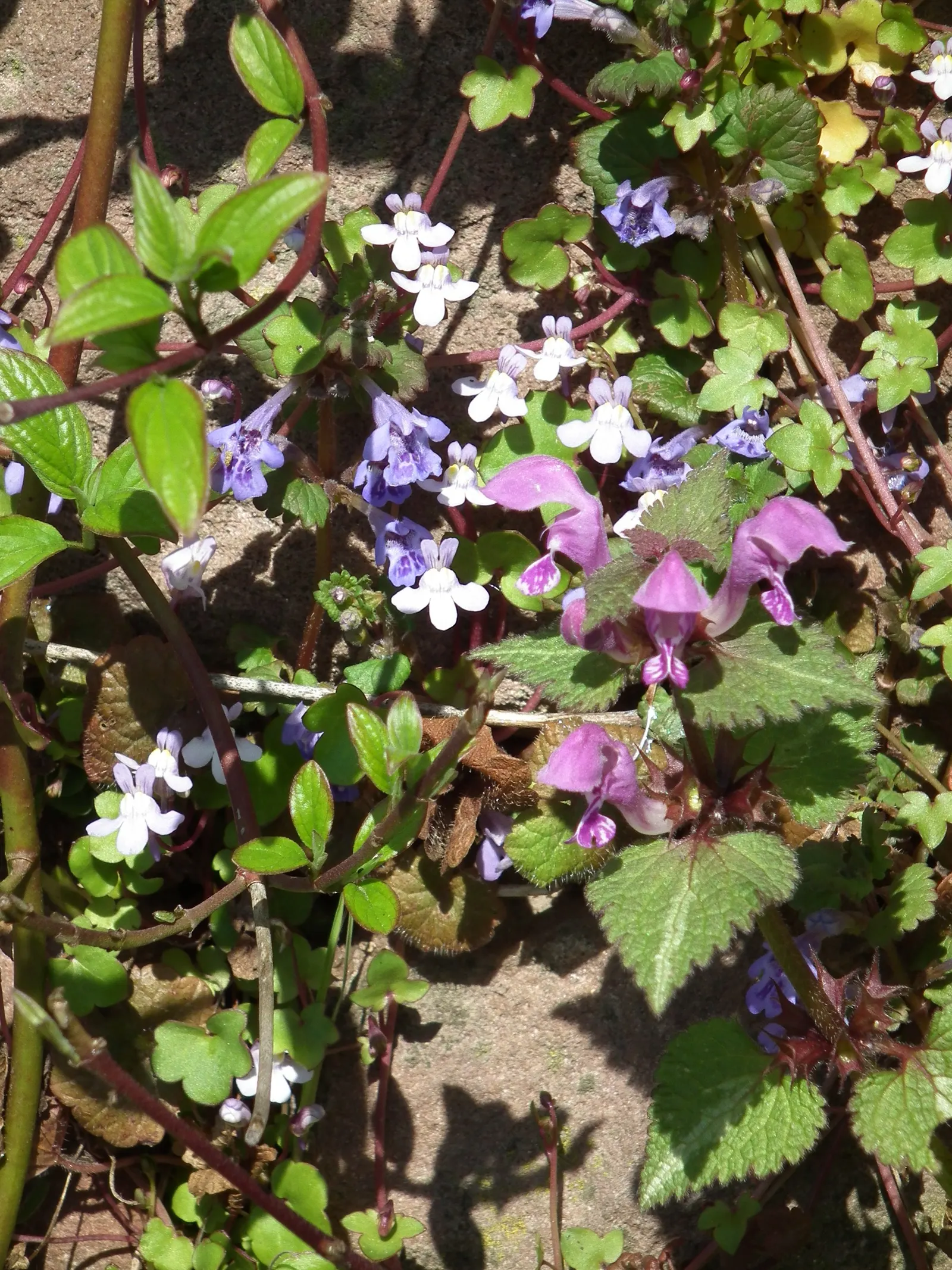 Dead Nettle (Lamium Maculatum) — commonly known as Dead Nettle; dead Nettle thrives in zones 3-8, preferring moist, well-draining soil, image 169