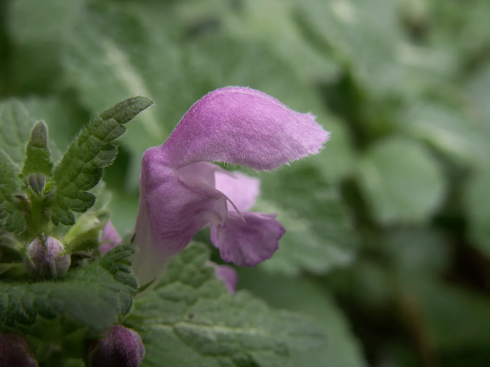 Dead Nettle (Lamium Maculatum) — During late spring to early summer; this plant typically reaches a height of 6 to 12 inches with a spread of 18 to, image 132