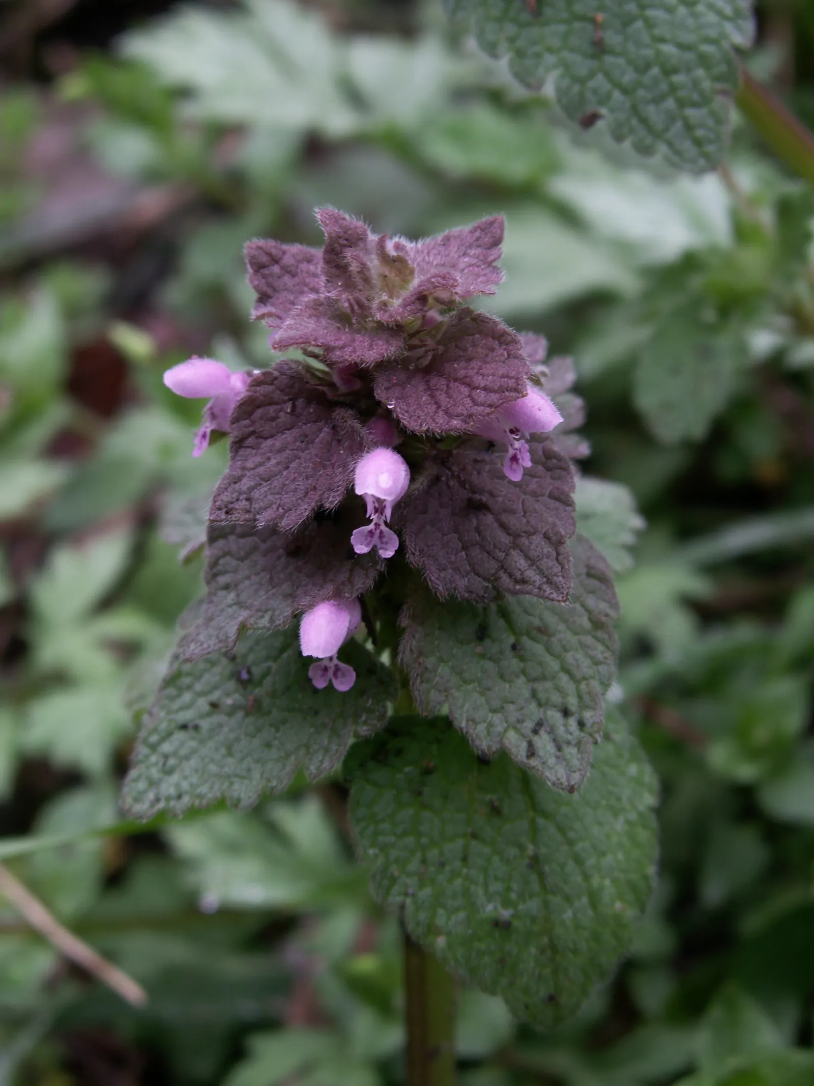 Dead Nettle (Lamium Maculatum) — commonly known as Dead Nettle; dead Nettle thrives in zones 3-8, preferring moist, well-draining soil, image 49