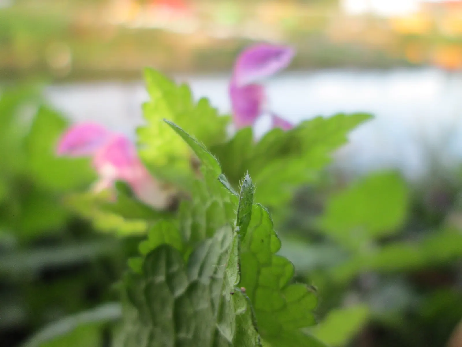 Dead Nettle (Lamium Maculatum) — this plant typically reaches a height of 6 to 12 inches with a spread of 18 to 24 inches; during late spring to, image 153