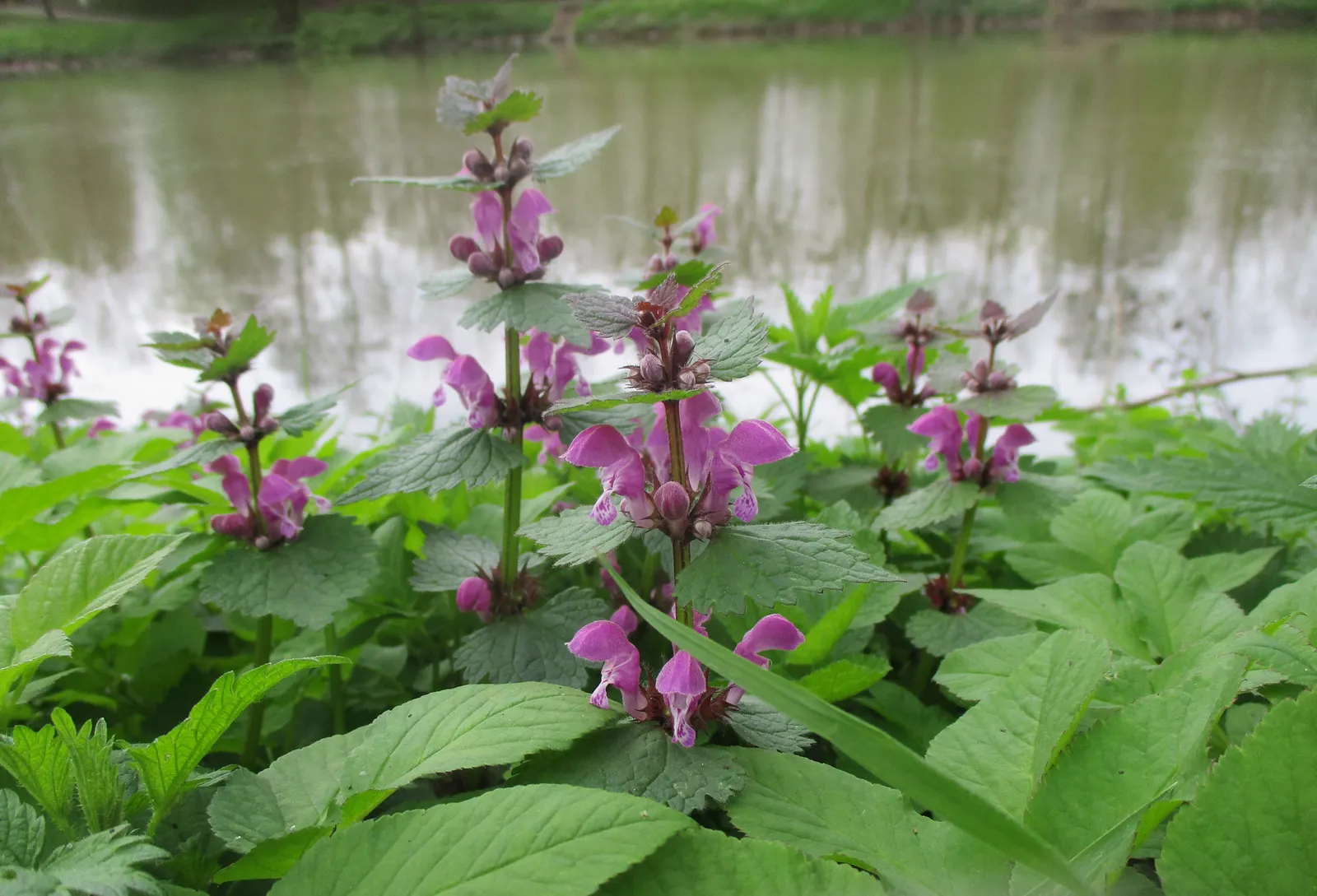 Dead Nettle (Lamium Maculatum) — is an herbaceous perennial that offers a multitude of benefits for both landscape design and the home gardener, image 199