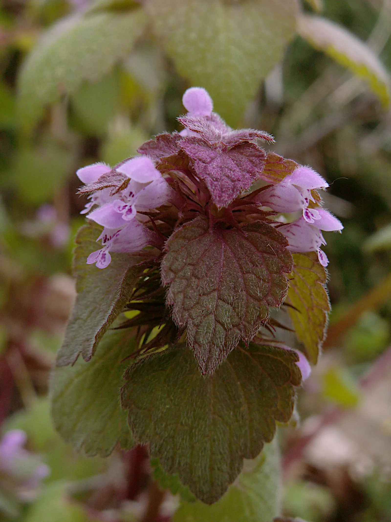 Dead Nettle (Lamium Maculatum) — It's an ideal selection for a client seeking to add texture and coverage with minimal upkeep; this plant tolerates, image 68