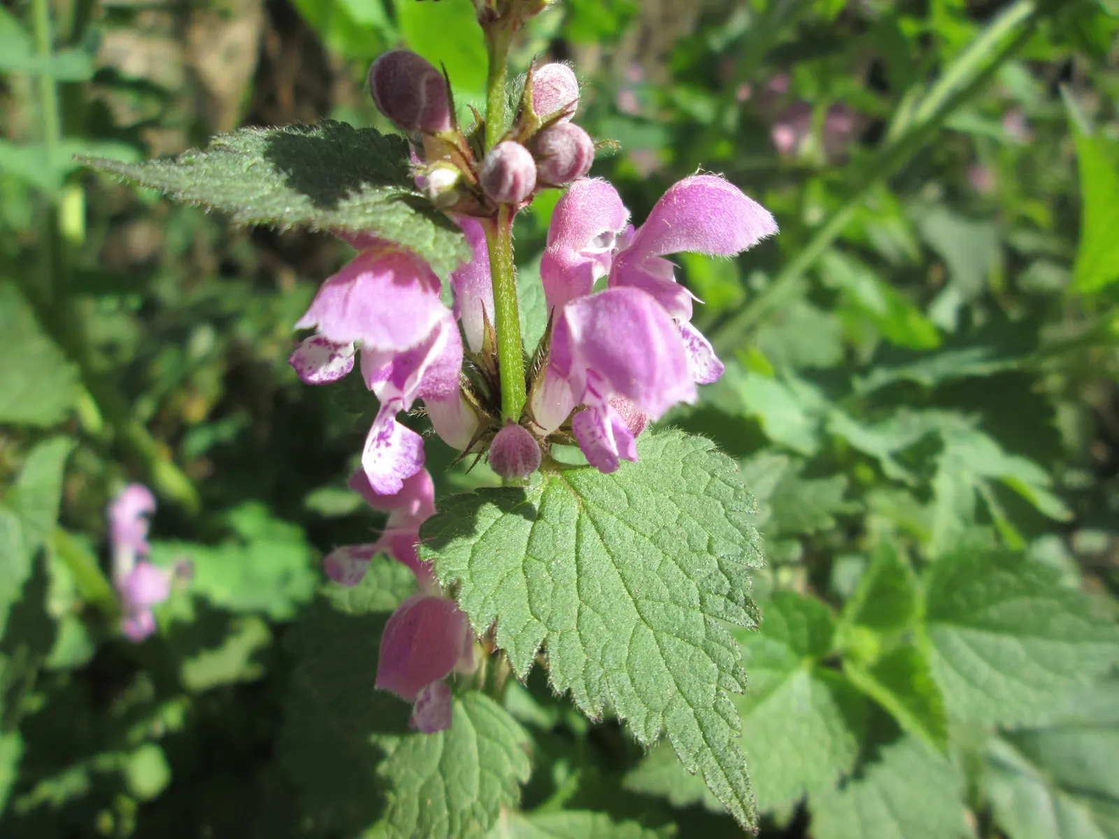 Dead Nettle (Lamium Maculatum) — Recognized for its variegated foliage; its low maintenance and deer resistance make it a preferred choice for, image 152