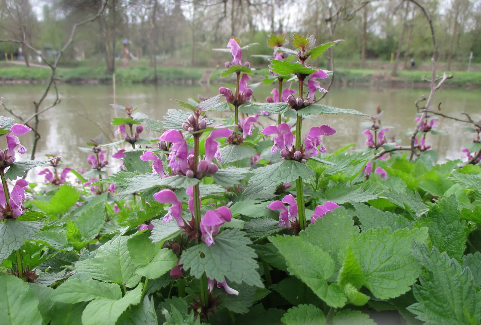 Dead Nettle (Lamium Maculatum) — These blooms contrast well with the foliage and can intermittently reappear throughout the growing season; blooms, image 207