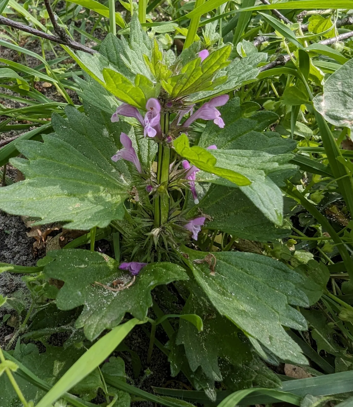 Dead Nettle (Lamium Maculatum) — with a distinctive silver marking on the broad; and attraction of pollinators such as bees, image 58