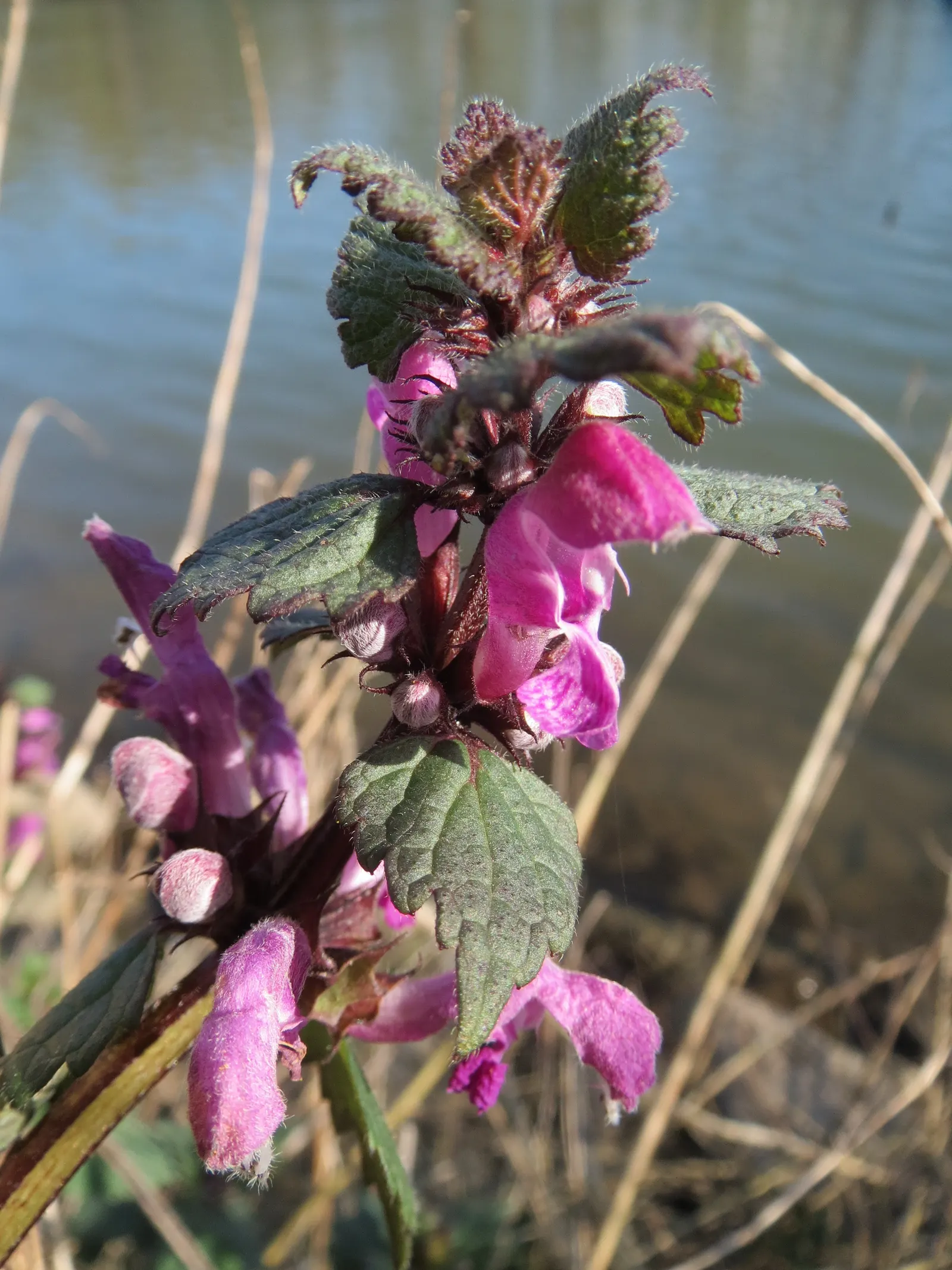 Dead Nettle (Lamium Maculatum) — Blooms appear in late spring to early summer; these blooms contrast well with the foliage and can intermittently, image 198