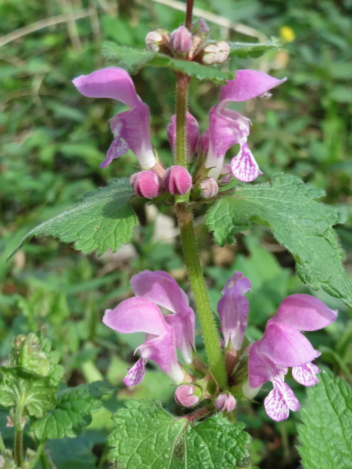Dead Nettle (Lamium Maculatum) — pink and white and yellow flowers in the garden; is an herbaceous perennial that offers a multitude of benefits, image 166