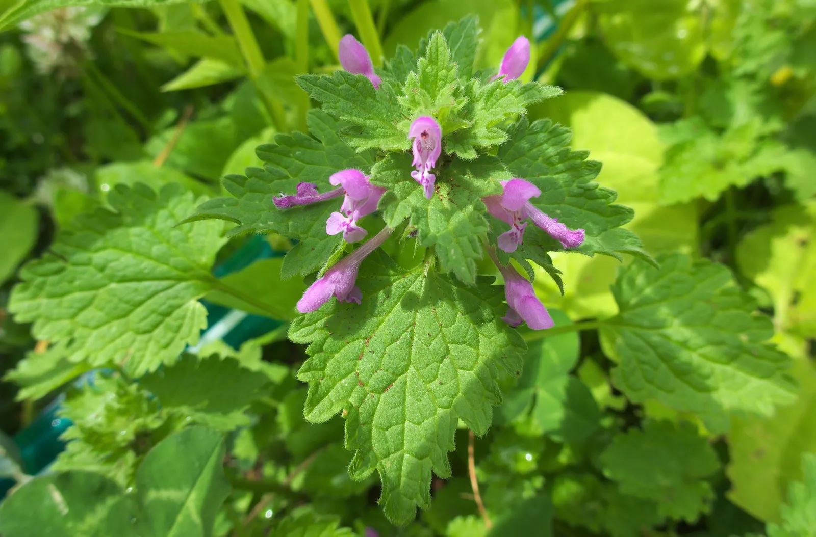 Dead Nettle (Lamium Maculatum) — During late spring to early summer; this plant typically reaches a height of 6 to 12 inches with a spread of 18 to 24 inches