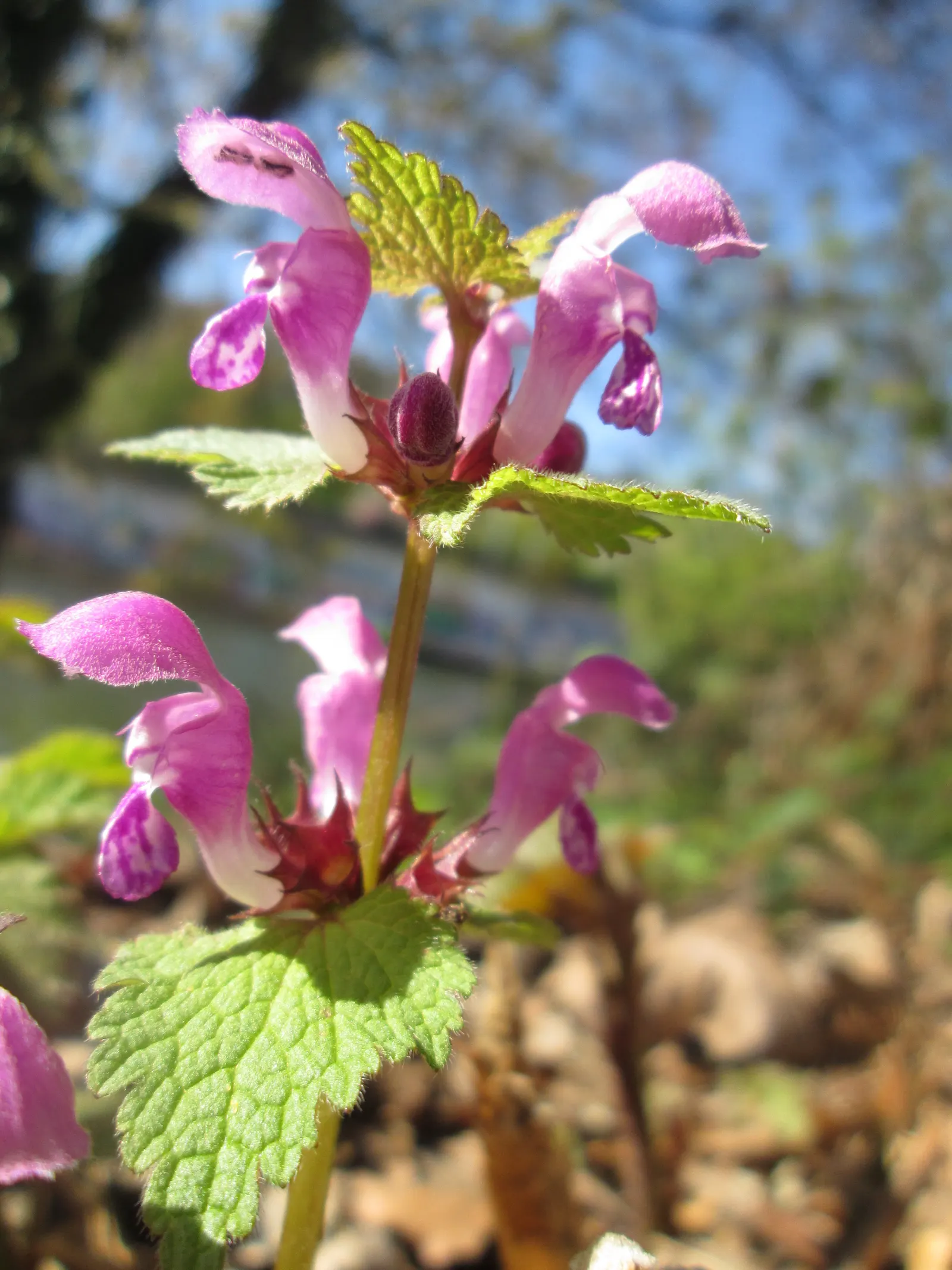 Dead Nettle (Lamium Maculatum) — When mapping out your landscape design; ground cover for half or shade, image 165