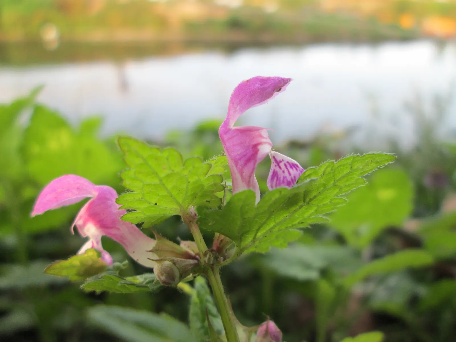 Dead Nettle (Lamium Maculatum) — with a distinctive silver marking on the broad; and attraction of pollinators such as bees, image 154
