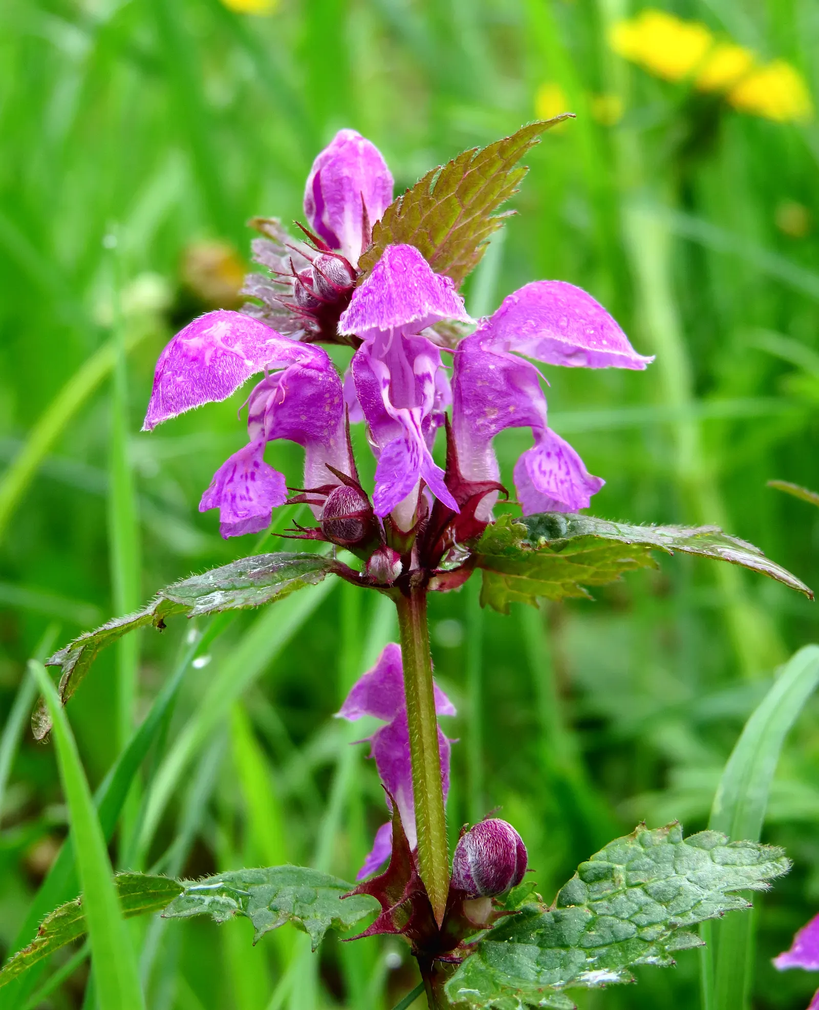 Dead Nettle (Lamium Maculatum) — well-drained soil with a pH that is neutral to slightly acidic; tubular flowers bloom in shades of pink, image 136