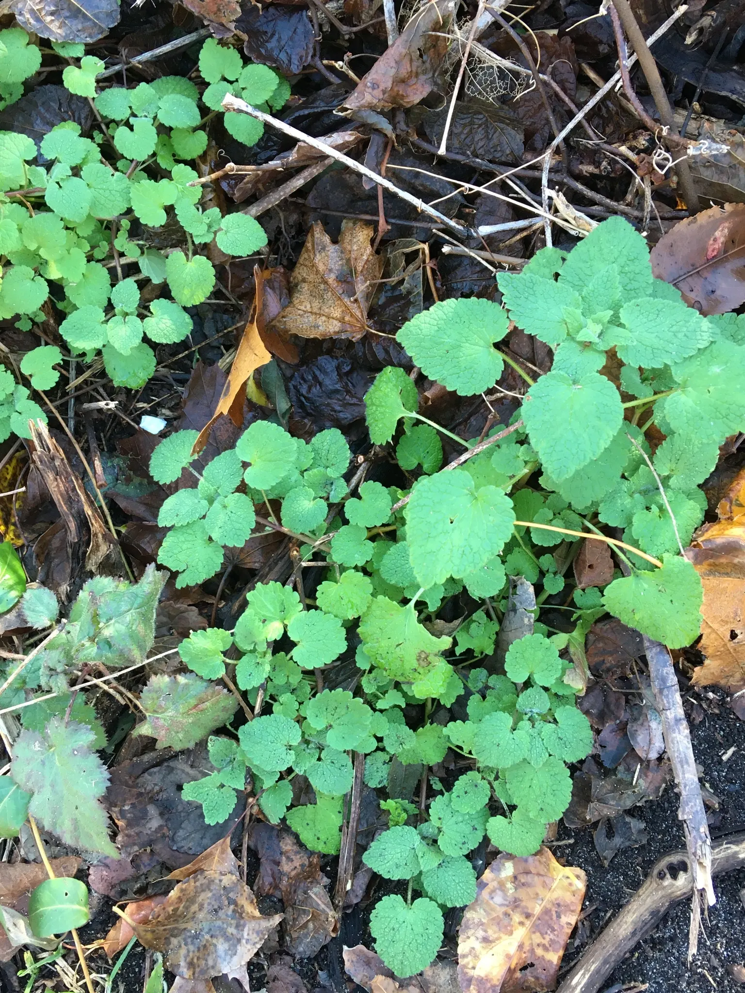 Dead Nettle (Lamium Maculatum) — ground cover for half or shade