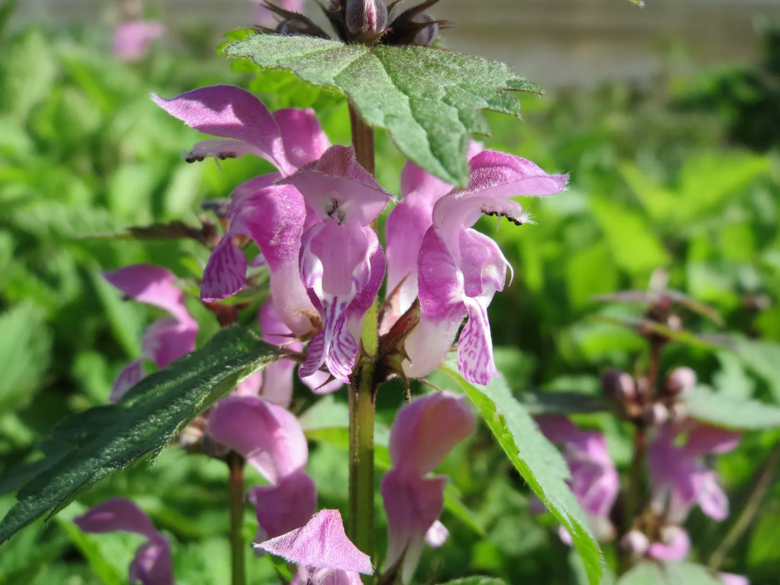 Dead Nettle (Lamium Maculatum) — and attraction of pollinators such as bees; with a distinctive silver marking on the broad, image 163