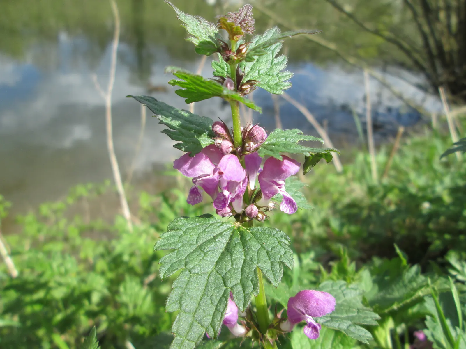 Dead Nettle (Lamium Maculatum) — Reaching 6-12 inches tall with a spread of 18-24 inches, it makes an excellent ground cover; lamium maculatum is, image 147