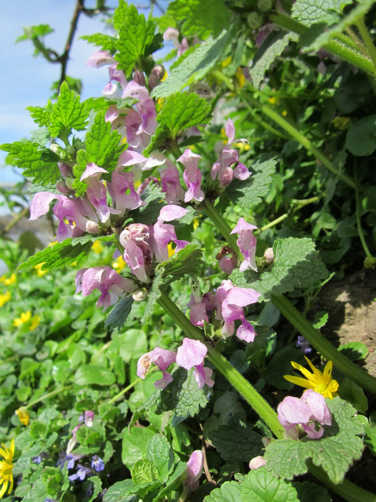 Dead Nettle (Lamium Maculatum) — tubular flowers bloom in shades of pink; well-drained soil with a pH that is neutral to slightly acidic, image 157