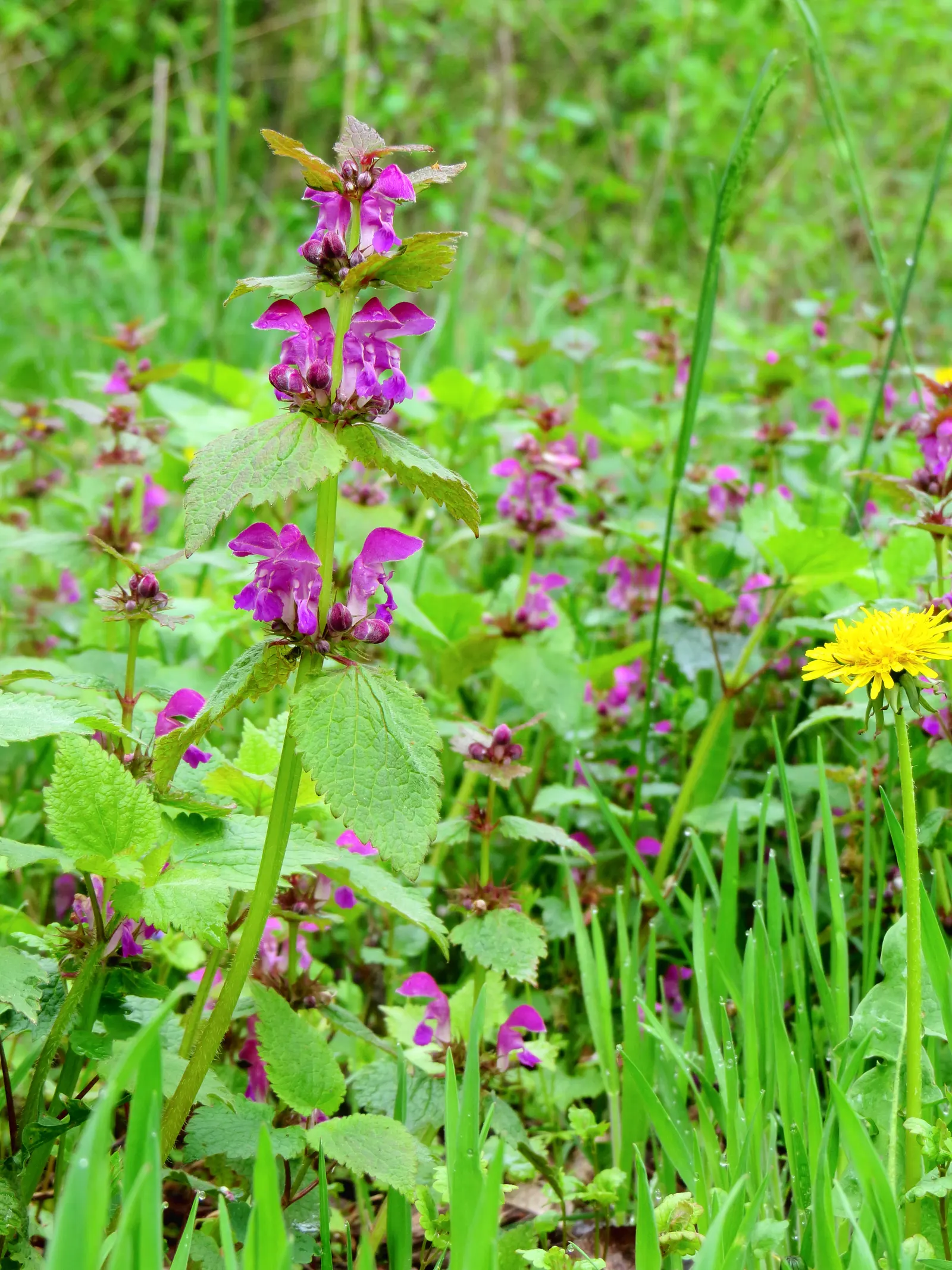 Dead Nettle (Lamium Maculatum) — adding a pop of color and aesthetic appeal; ground cover with pink and white and yellow blooms, image 134