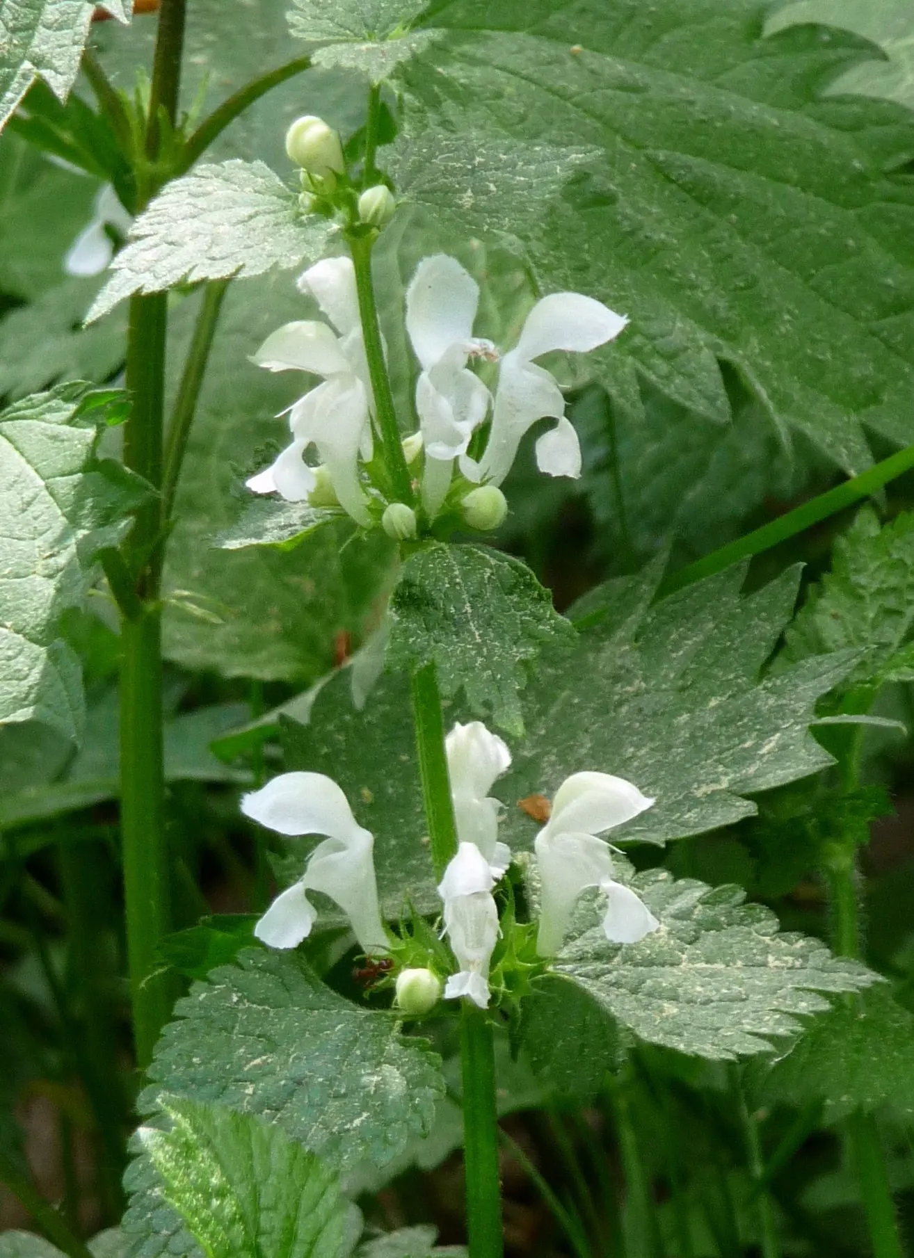 Dead Nettle (Lamium Maculatum) — heart-shaped green leaves; is a shade-tolerant perennial with variegated foliage and hooded pink, image 155