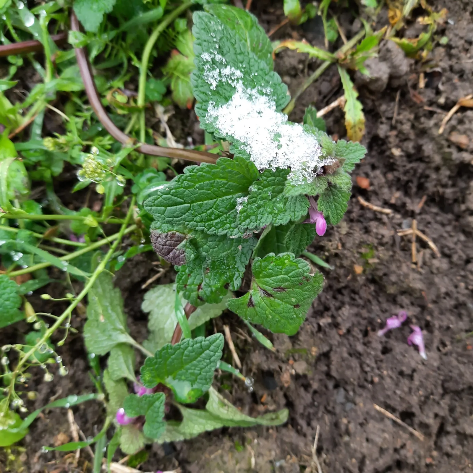 Dead Nettle (Lamium Maculatum) — is a shade-tolerant perennial with variegated foliage and hooded pink; heart-shaped green leaves