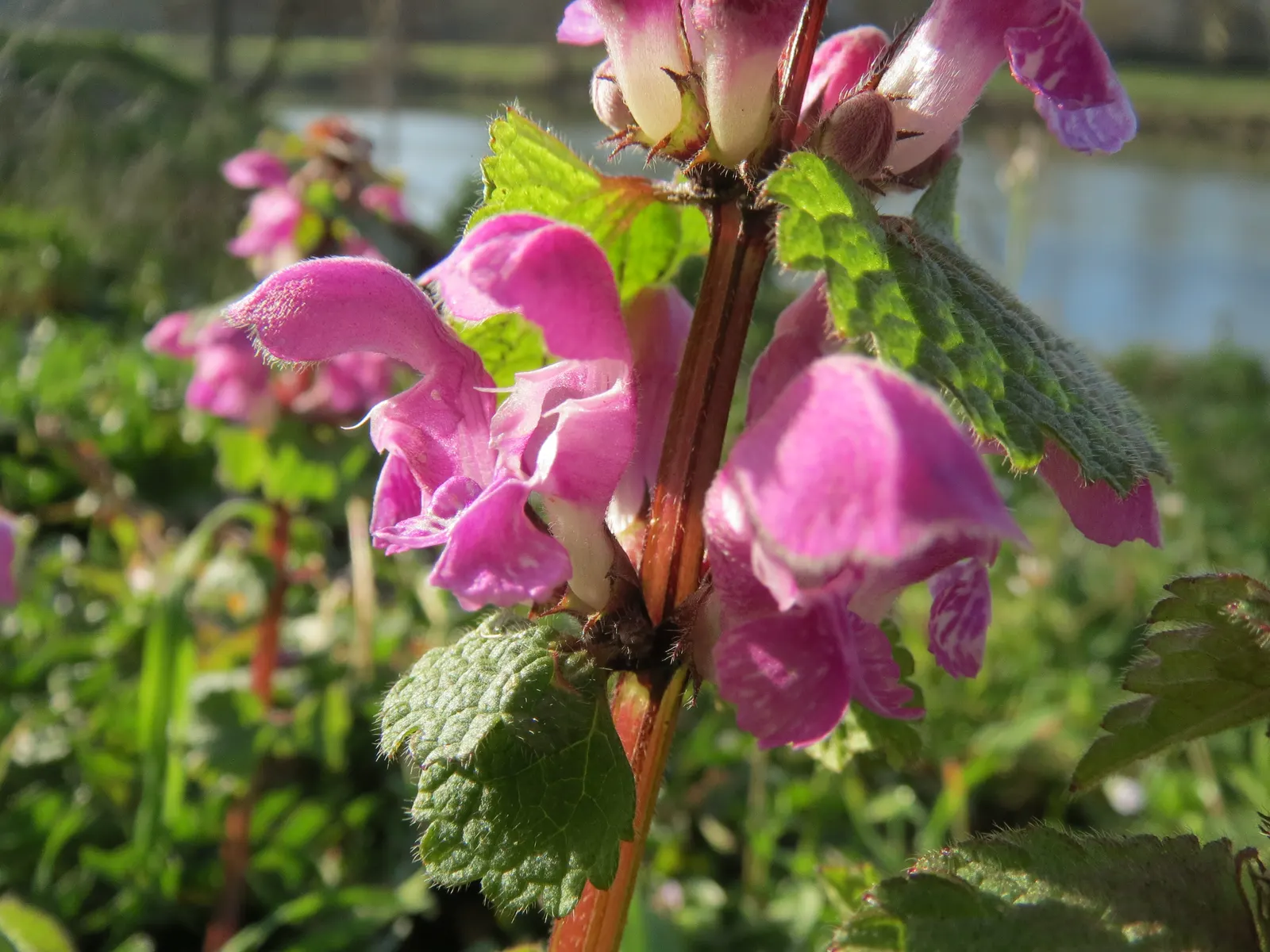 Dead Nettle (Lamium Maculatum) — commonly known as Dead Nettle; dead Nettle thrives in zones 3-8, preferring moist, well-draining soil, image 145