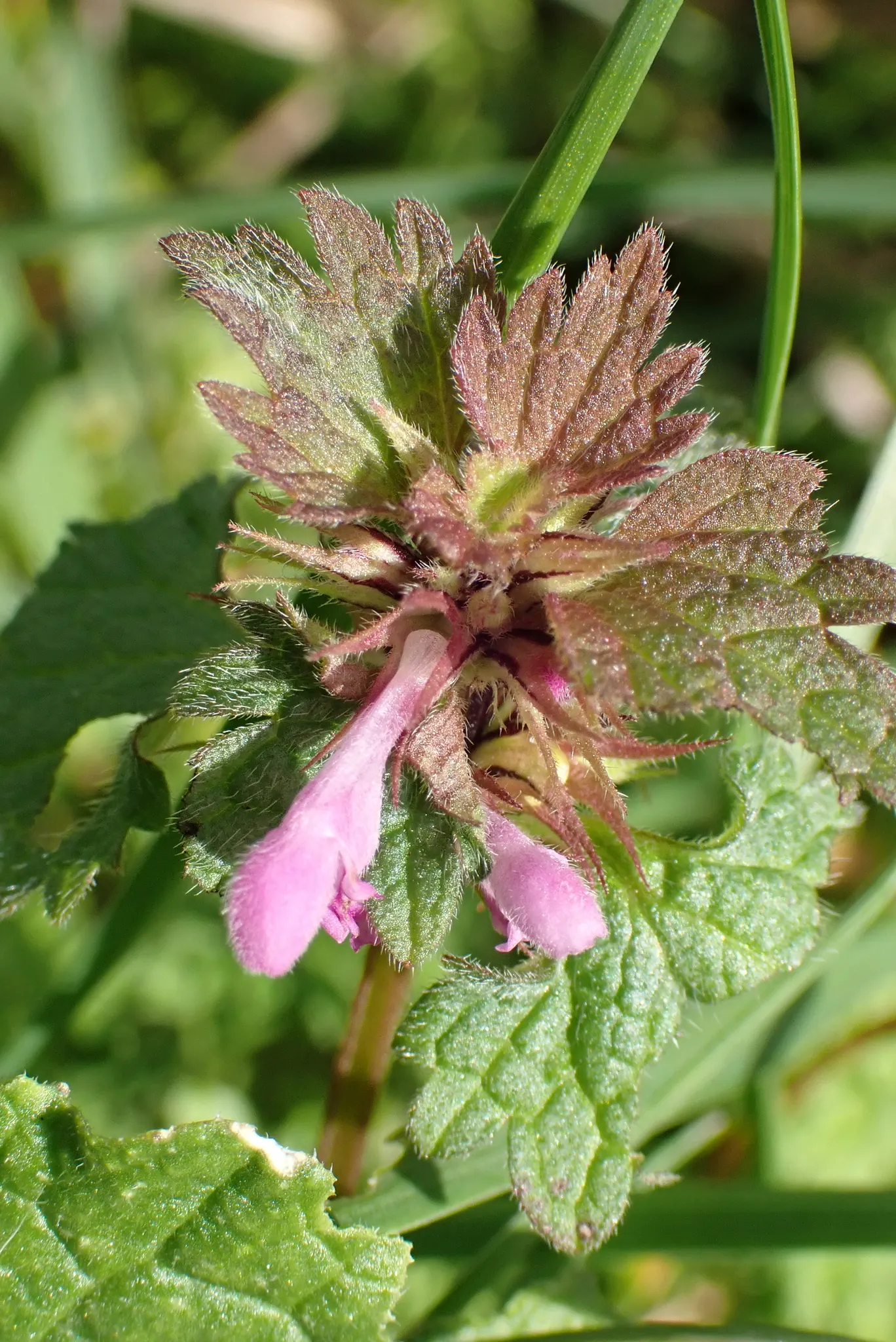 Dead Nettle (Lamium Maculatum) — is a shade-tolerant perennial with variegated foliage and hooded pink