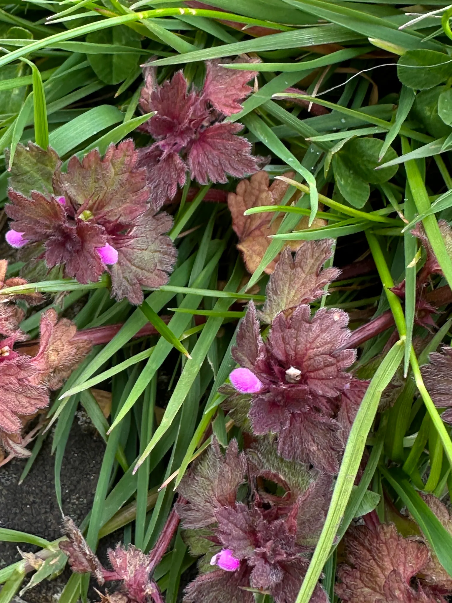 Dead Nettle (Lamium Maculatum) — heart-shaped green leaves
