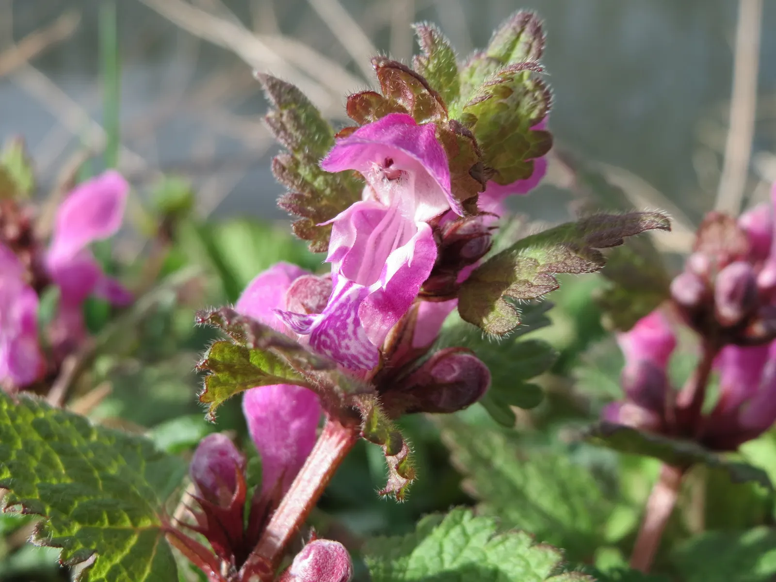 Dead Nettle (Lamium Maculatum) — It's an ideal selection for a client seeking to add texture and coverage with minimal upkeep; this plant tolerates, image 164