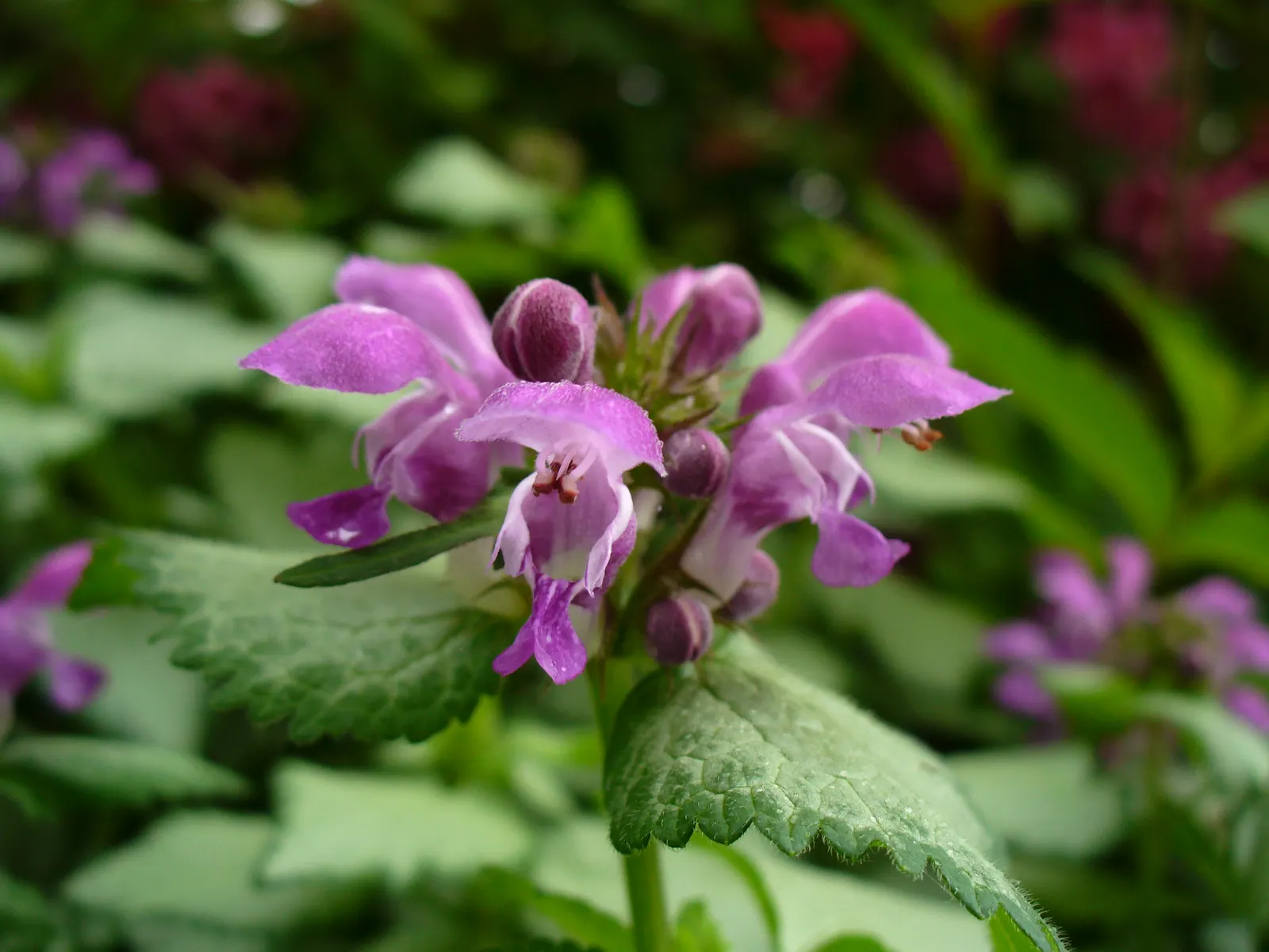 Dead Nettle (Lamium Maculatum) — ground cover for half or shade; when mapping out your landscape design, image 192