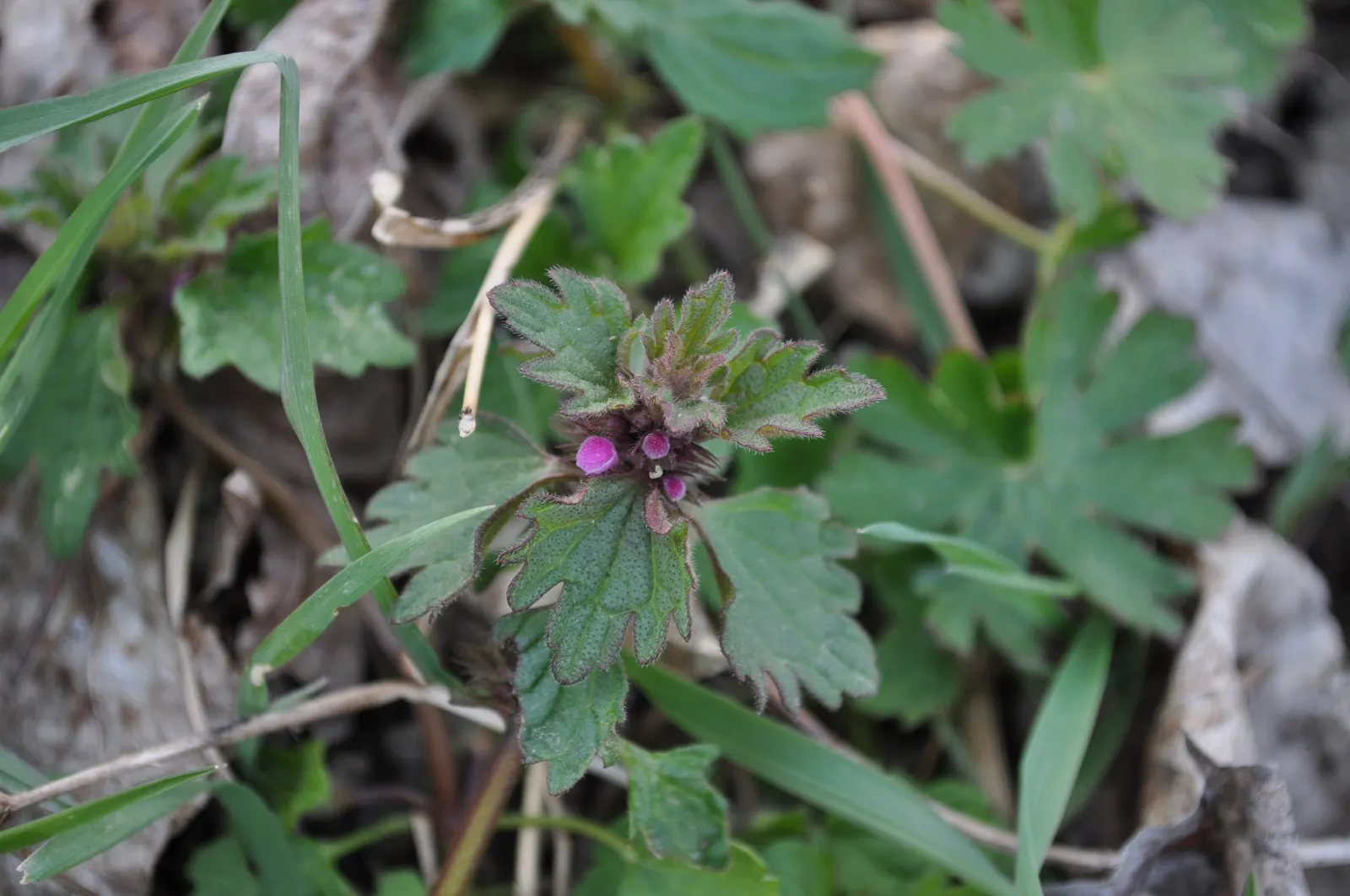 Dead Nettle (Lamium Maculatum) — this plant typically reaches a height of 6 to 12 inches with a spread of 18 to 24 inches