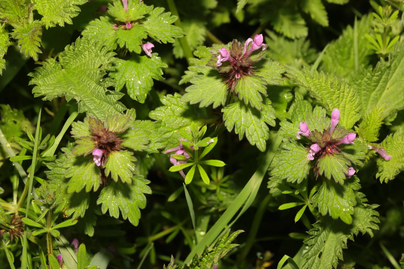 Dead Nettle (Lamium Maculatum) — Reaching 6-12 inches tall with a spread of 18-24 inches, it makes an excellent ground cover; lamium maculatum is valued for