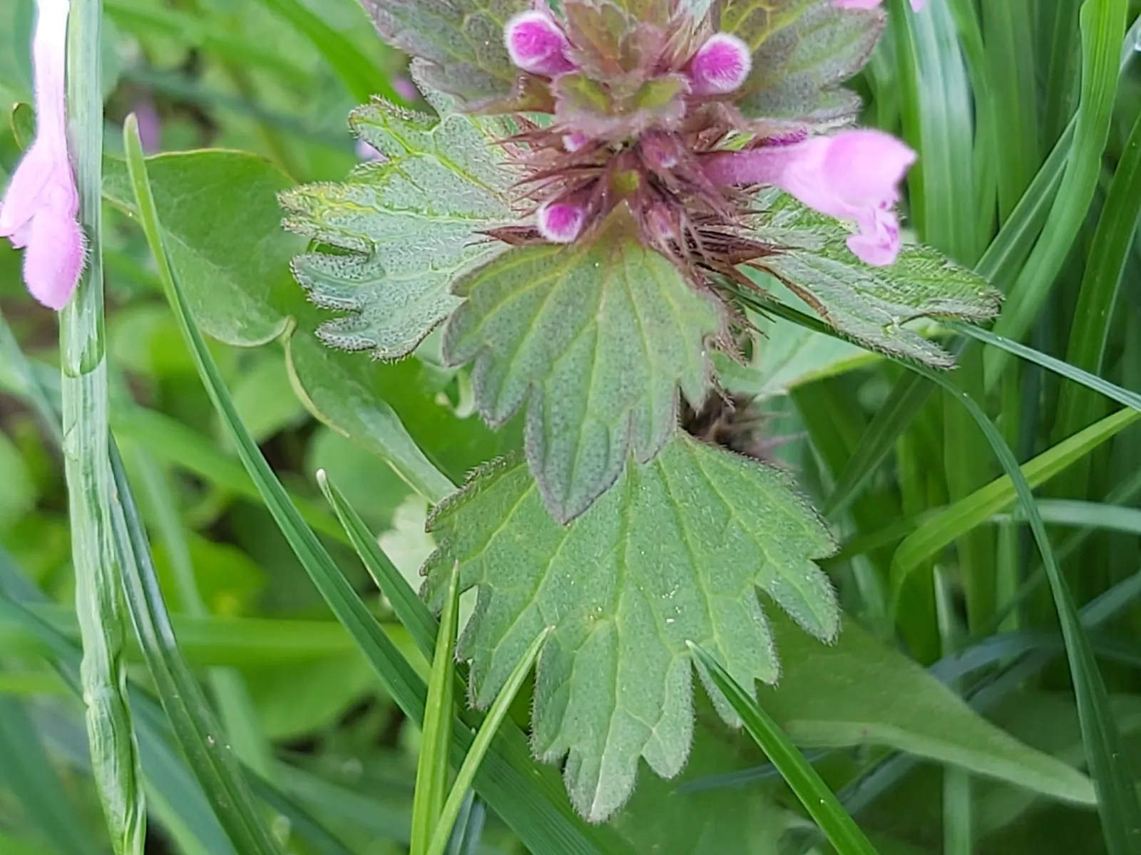 Dead Nettle (Lamium Maculatum) — is an herbaceous perennial that offers a multitude of benefits for both landscape design and the home gardener