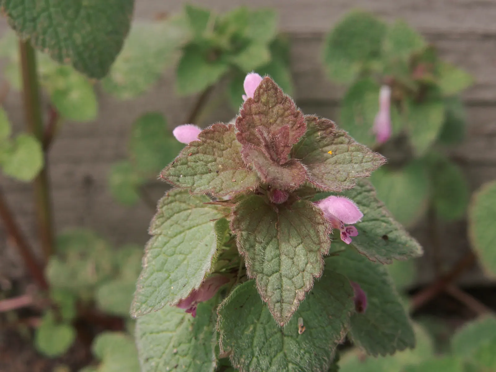 Dead Nettle (Lamium Maculatum) — this plant typically reaches a height of 6 to 12 inches with a spread of 18 to 24 inches; during late spring to, image 57