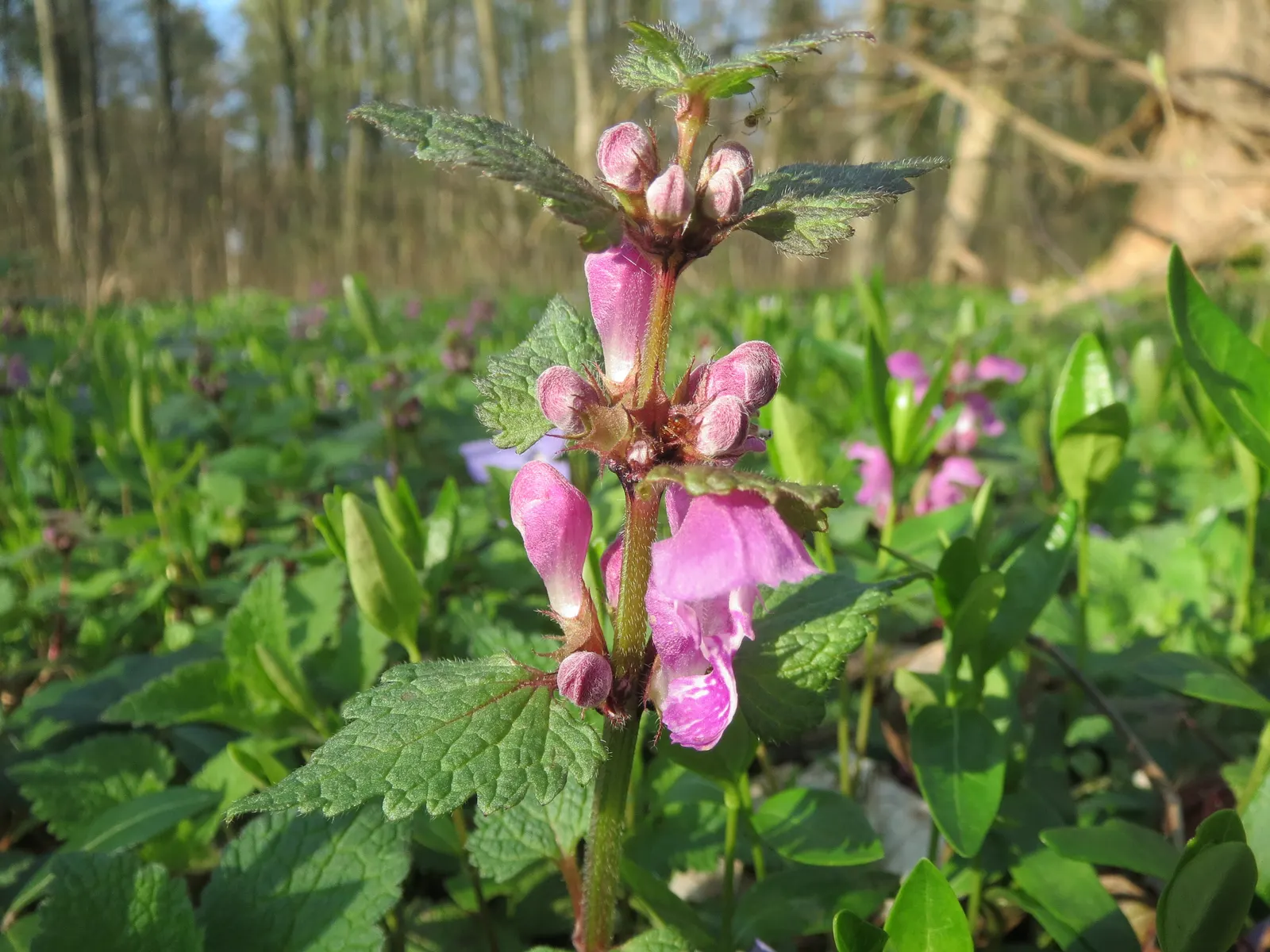 Dead Nettle (Lamium Maculatum) — During late spring to early summer; this plant typically reaches a height of 6 to 12 inches with a spread of 18 to, image 156