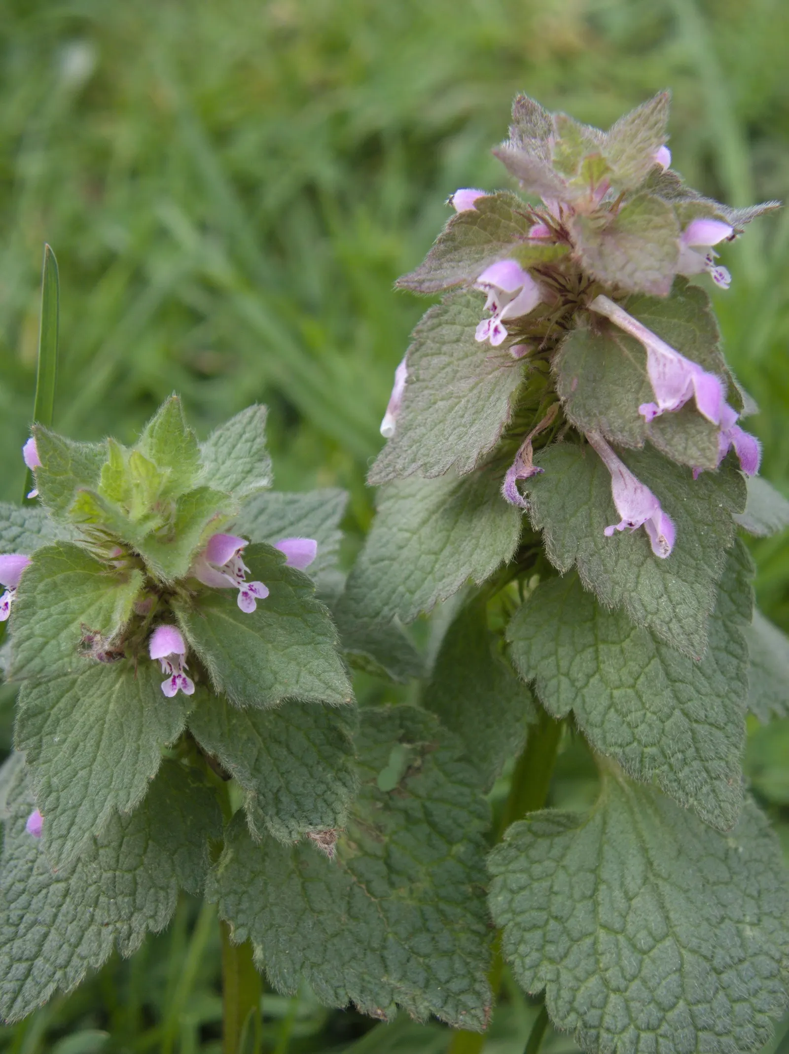 Dead Nettle (Lamium Maculatum) — is an herbaceous perennial that offers a multitude of benefits for both landscape design and the home gardener; pink and white