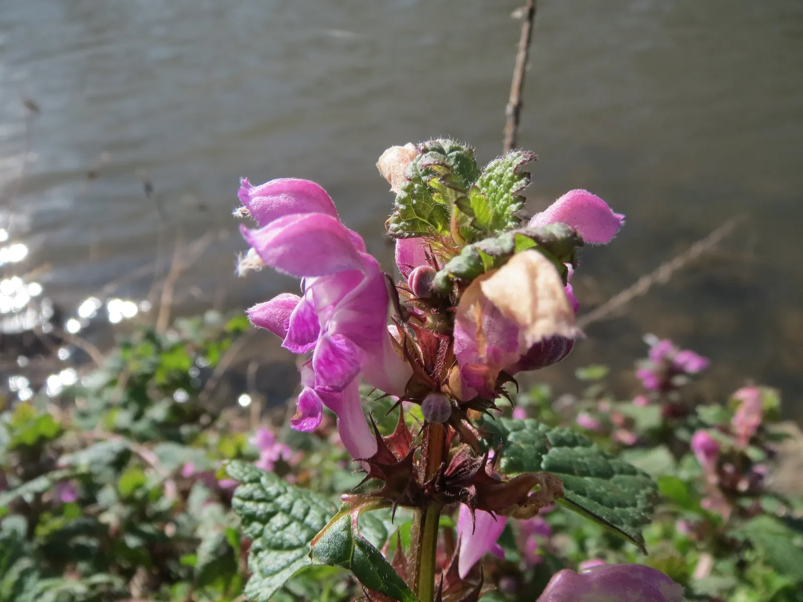Dead Nettle (Lamium Maculatum) — When mapping out your landscape design; ground cover for half or shade, image 141