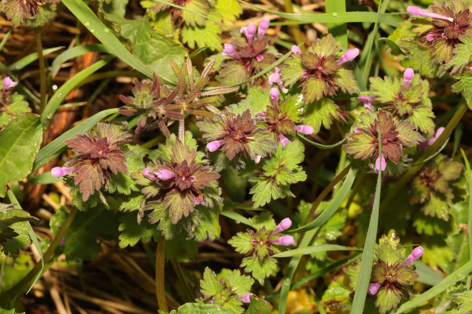 Dead Nettle (Lamium Maculatum) — commonly known as Dead Nettle