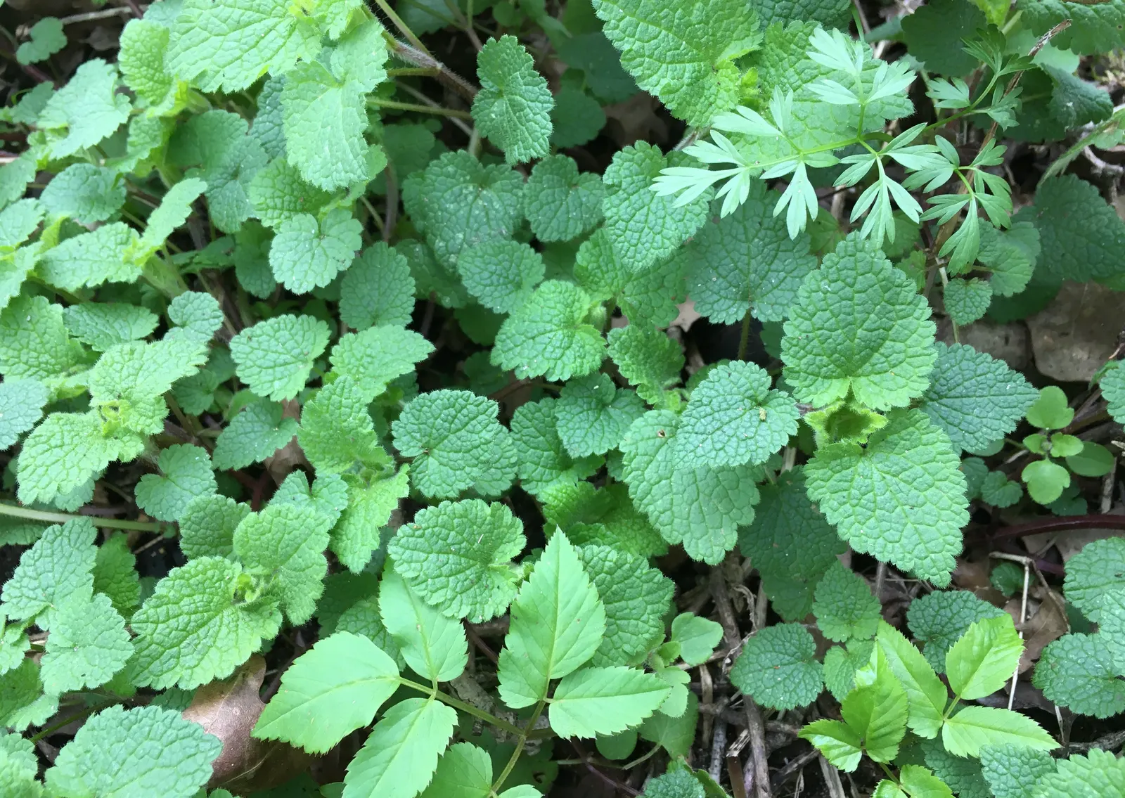 Dead Nettle (Lamium Maculatum) — ground cover for half or shade; when mapping out your landscape design, image 144